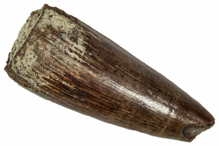 Cretaceous Fossil Crocodilian Tooth - Montana #341090